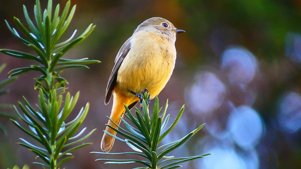 P2400382：ジョウビタキ（メス）