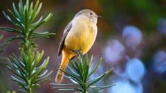 P2400382：ジョウビタキ（メス）