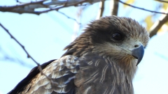 DSCN1380：トビ（顔アップ）