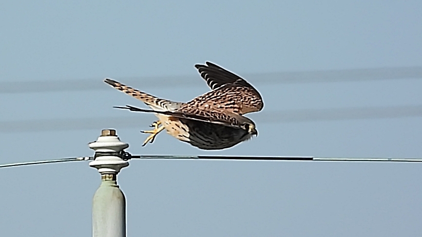 DSCN6595：チョウゲンボウ飛び出す