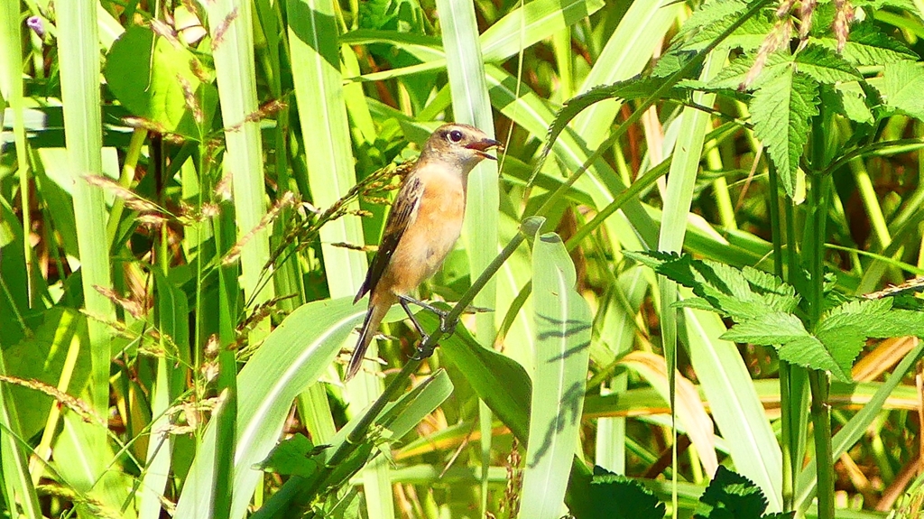 P2270541：ノビタキ