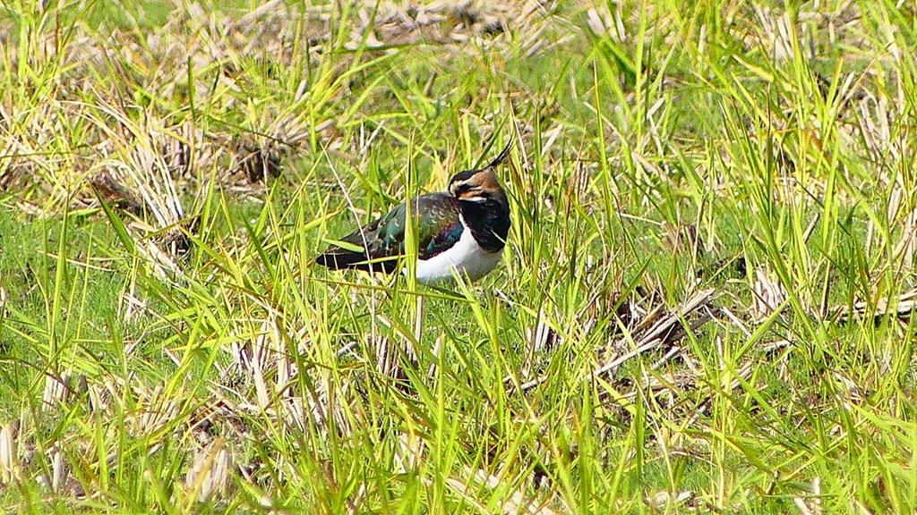 P2340528：タゲリ