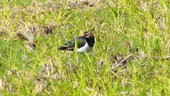 P2340528：タゲリ