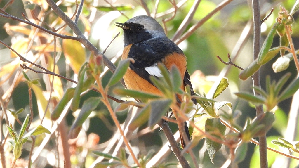 DSCN8356：ジョウビタキ（オス）