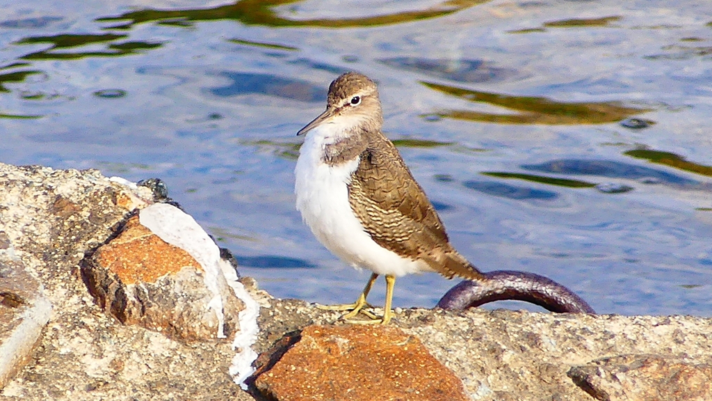 P2360714：イソシギ