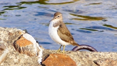 P2360714：イソシギ