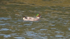 DSCN0809：ヨシガモ（オス）