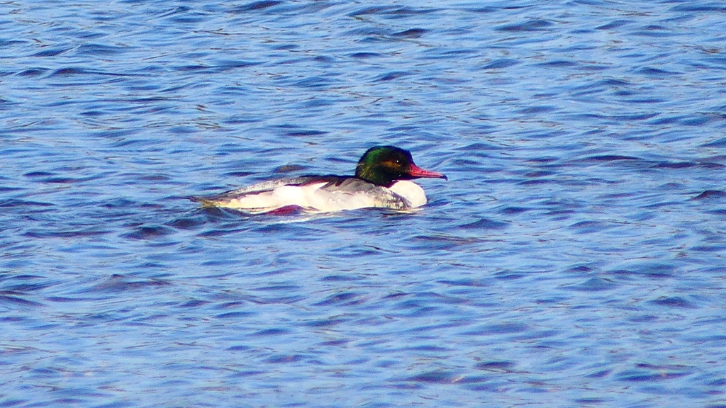 P2390066カワアイサ