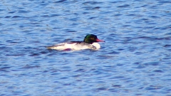 P2390066カワアイサ