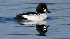 DSCN2844：ホオジロガモ（オス）