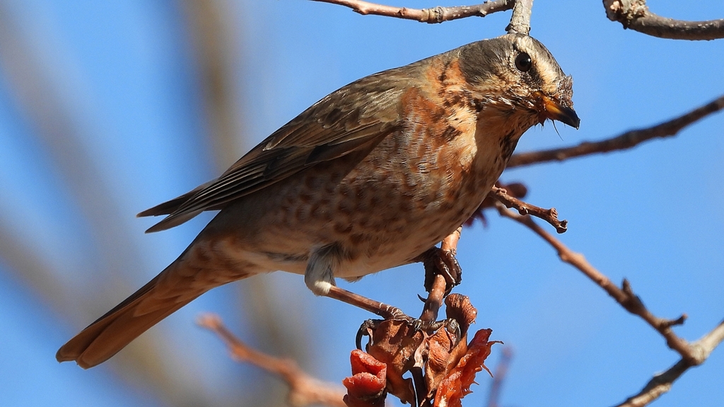 DSCN8838：ハチジョウツグミ