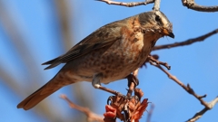 DSCN8838：ハチジョウツグミ