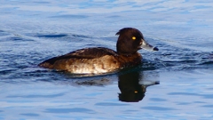 P2360580：キンクロハジロ