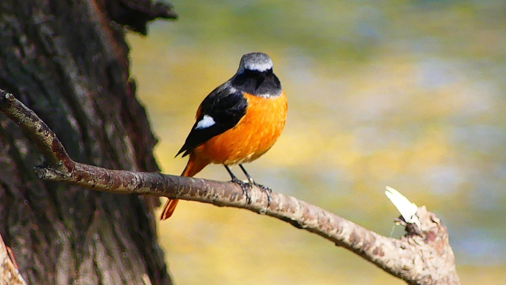 P2320874：ジョウビタキ（オス）