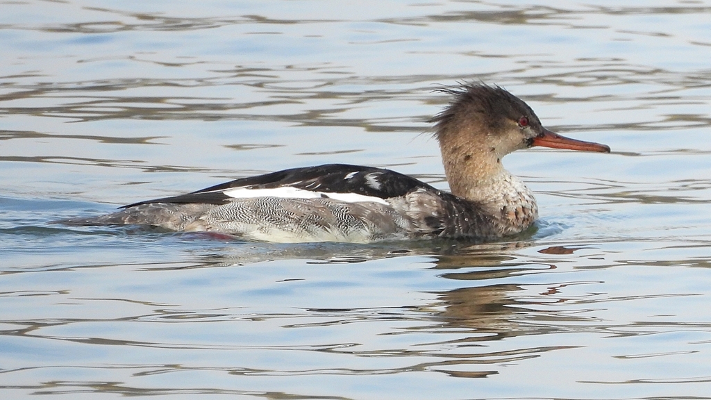 DSCN4452：ウミアイサ（オス）