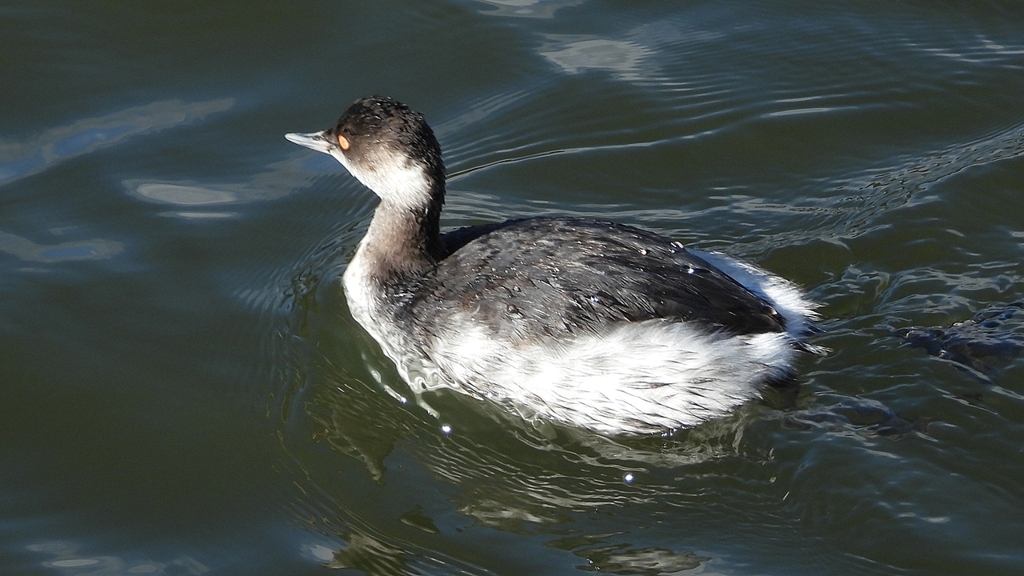 DSCN0184：ハジロカイツブリ