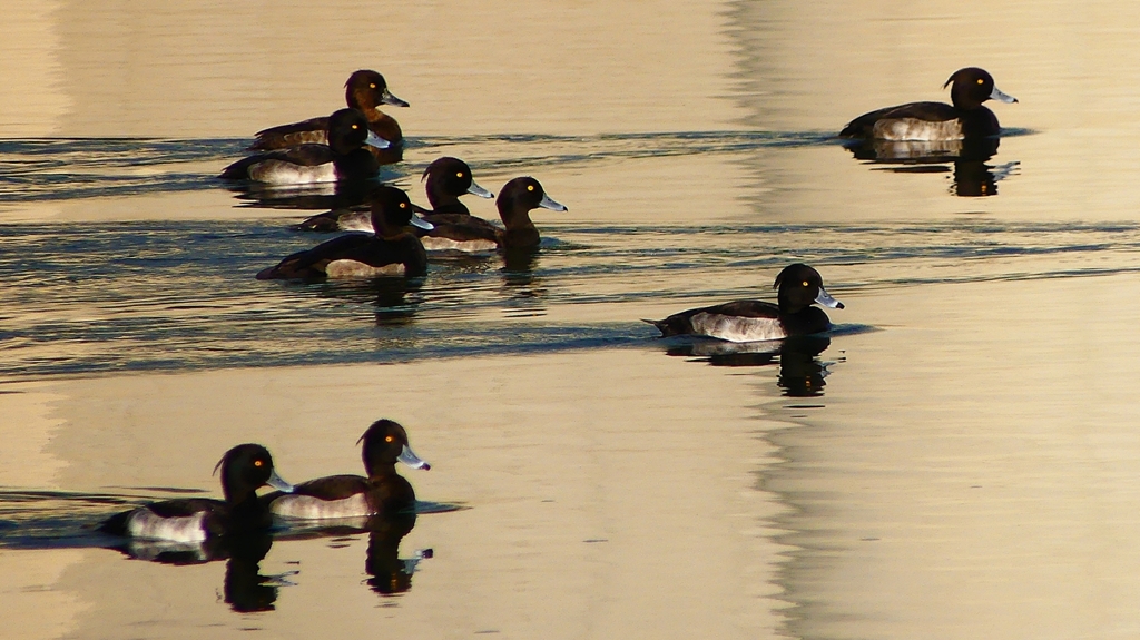 P2350360：キンクロハジロ