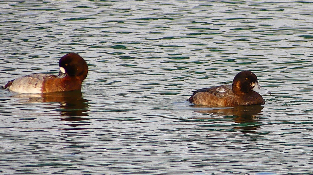 P2350435：スズガモ