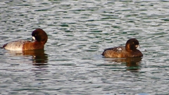 P2350435：スズガモ