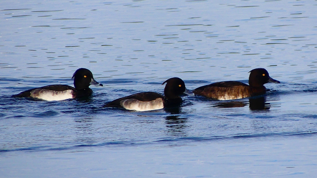 P2360536：キンクロハジロ