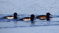 P2360536：キンクロハジロ