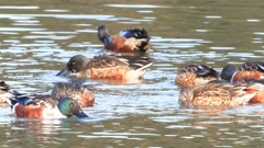 DSCN6101：ハシビロガモ