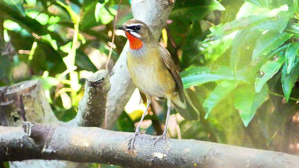 P2310333：ノゴマ（オス