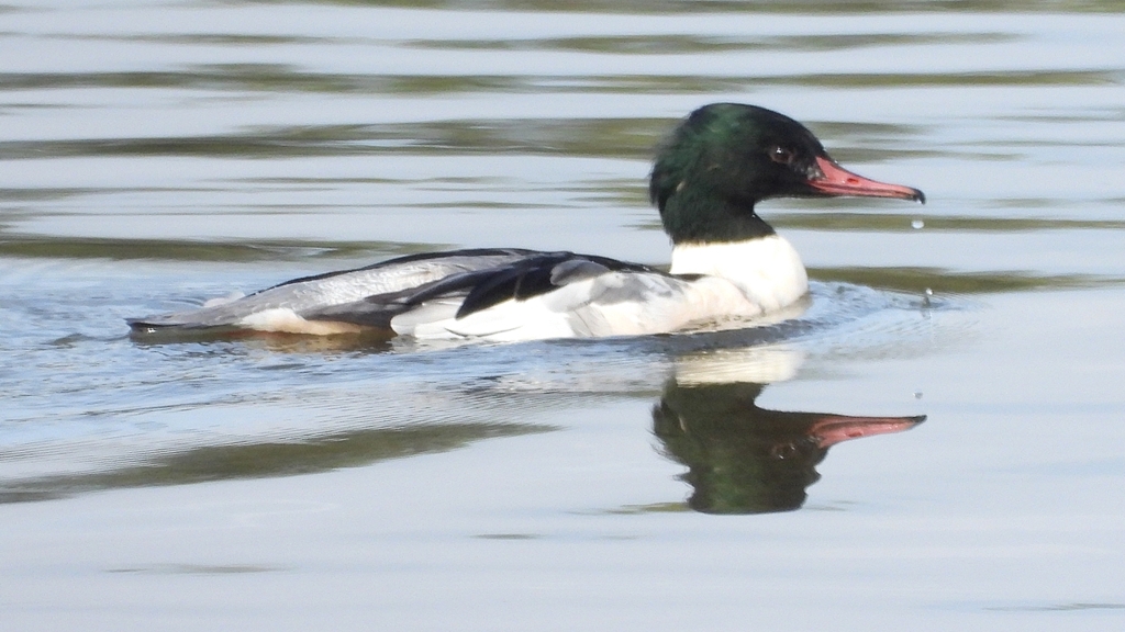 DSCN3143：カワアイサ（オス）