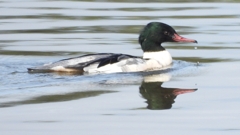 DSCN3143：カワアイサ（オス）