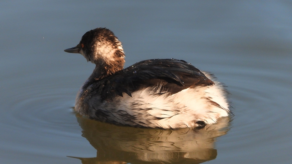 DSCN7049：ハジロカイツブリ