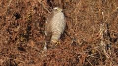 DSCN5403：ハイタカ