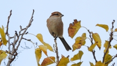 DSCN0720：モズ（メス）