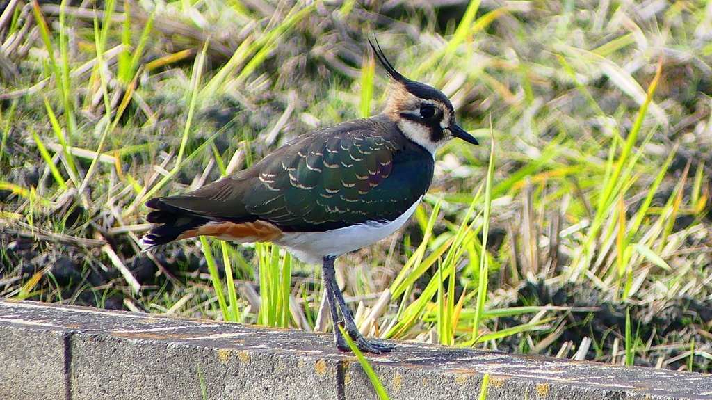 P2340812：タゲリ