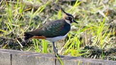 P2340812：タゲリ