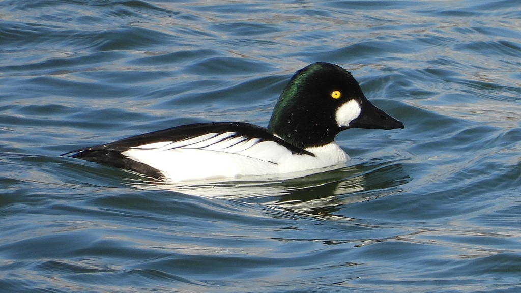 DSCN1585：ホオジロガモ（オス）