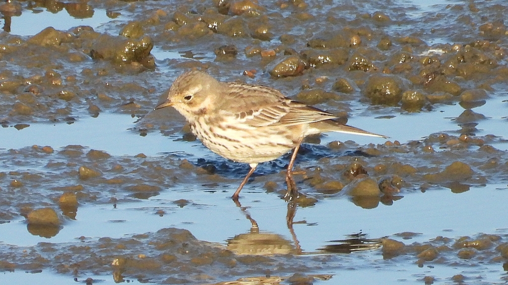 DSCN6447：タヒバリ