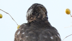 DSCN3007：ハイタカ