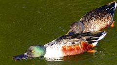 P2360055：ハシビロガモ