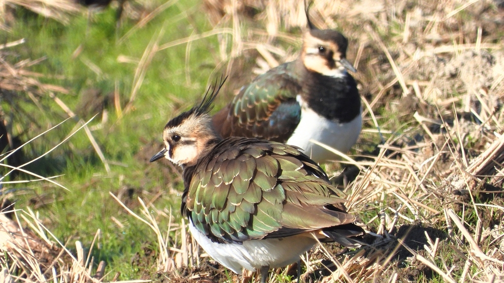 DSCN6642：タゲリ