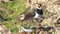 DSCN6642：タゲリ