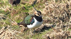 DSCN6645：タゲリ