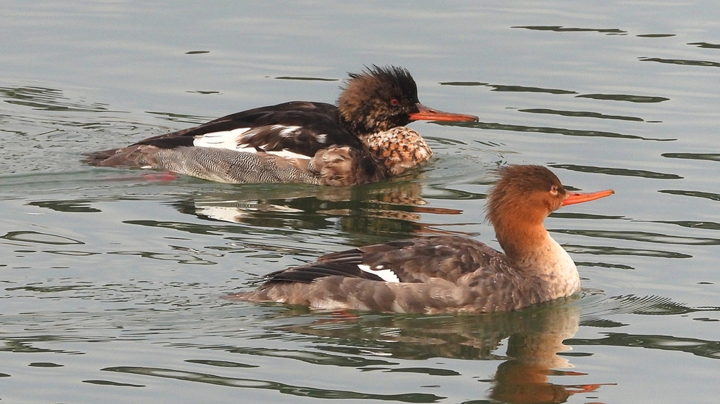 DSCN7268：ウミアイサ