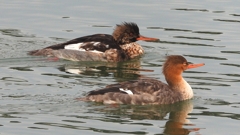 DSCN7268：ウミアイサ