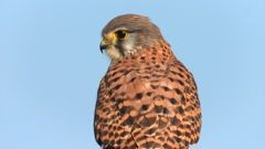 DSCN6693：チョウゲンボウ