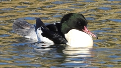 DSCN1831：カワアイサ（オス）
