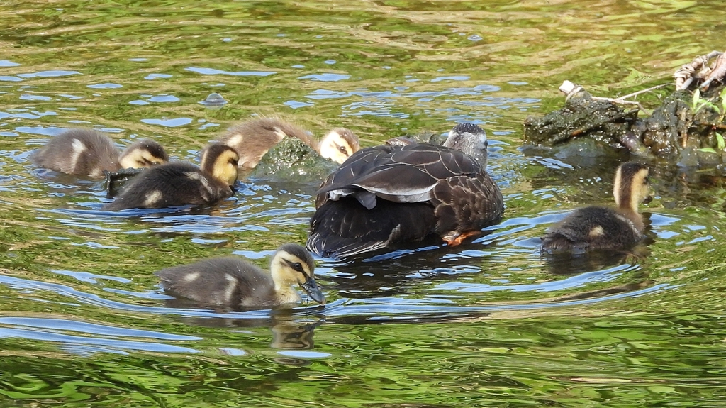 DSCN4829：カルガモ by KH21：No.2 （ID：13511842） - 写真共有サイト:PHOTOHITO