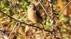 DSCN5468：ジョウビタキ（メス）