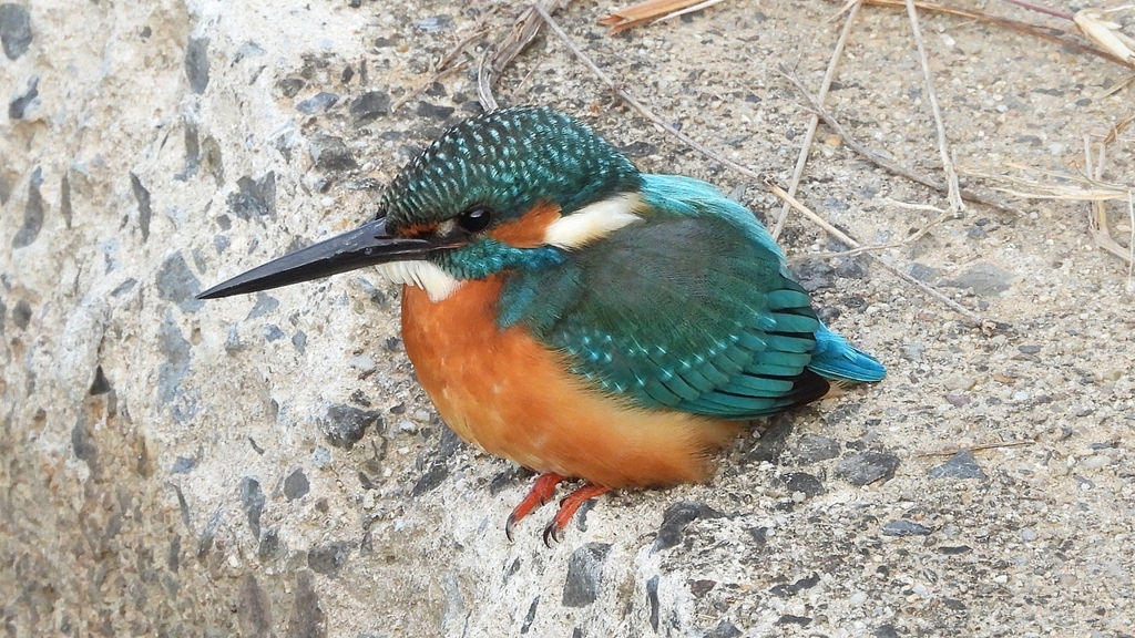 DSCN0580：カワセミ（オス）