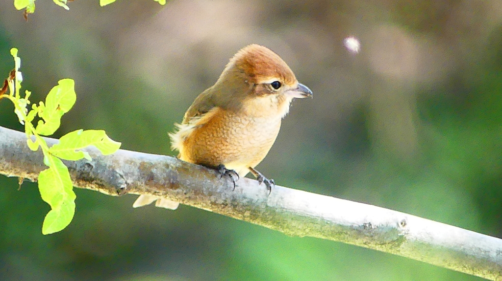 P2300463：モズ（メス）