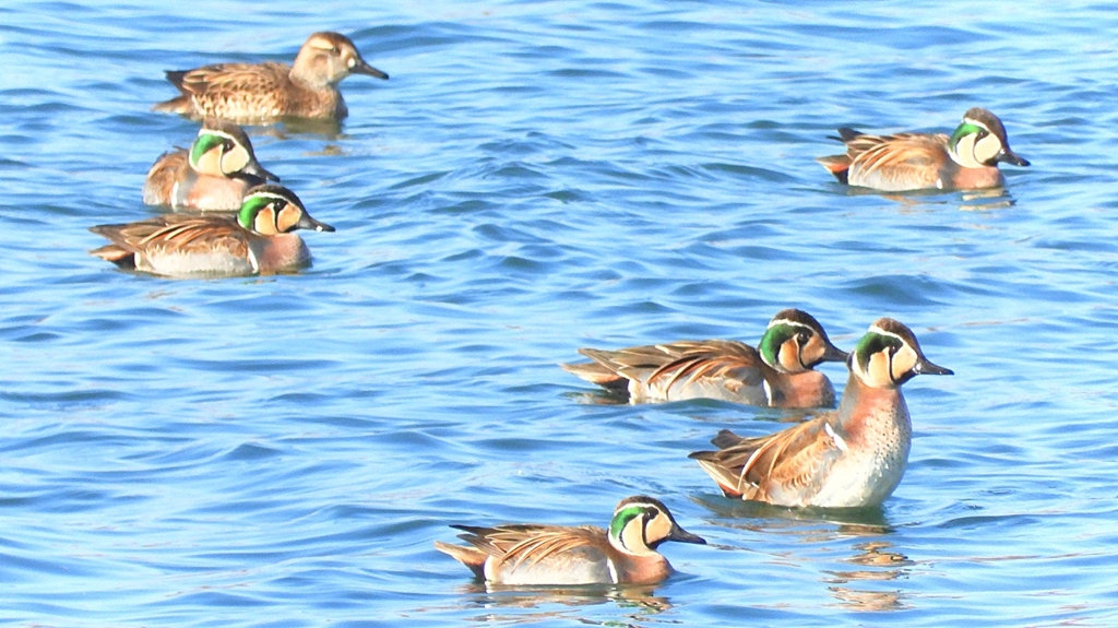 DSCN1166：トモエガモ